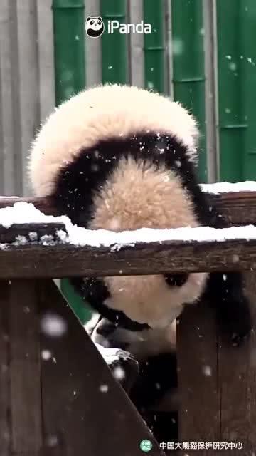 吃瓜可乐熊,揭秘网红宠物的甜蜜生活与趣味瞬间